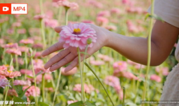 花视频,捕捉瞬间之美，感受生命律动